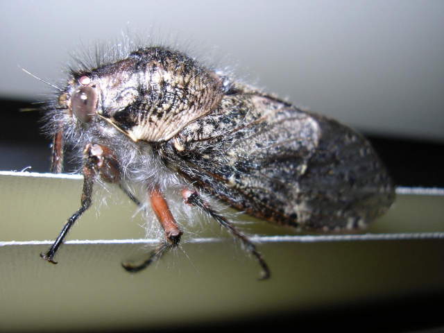 Tasmanian Hairy Cicada