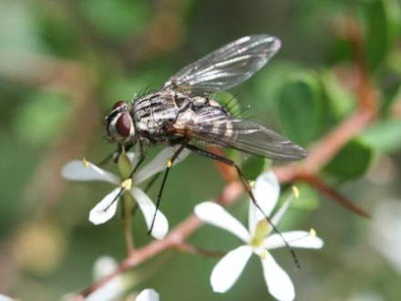 Fly on Bursaria spinosa