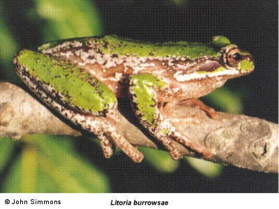 Litoria burrowsae