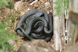 Two snakes coiled
