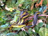 Tree snakes mating
