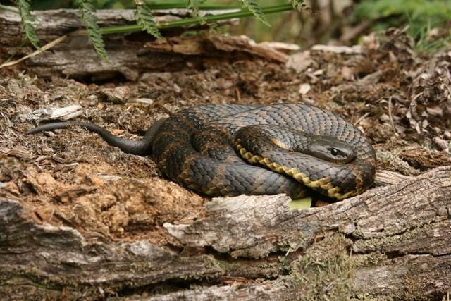 Tiger snake basking on log