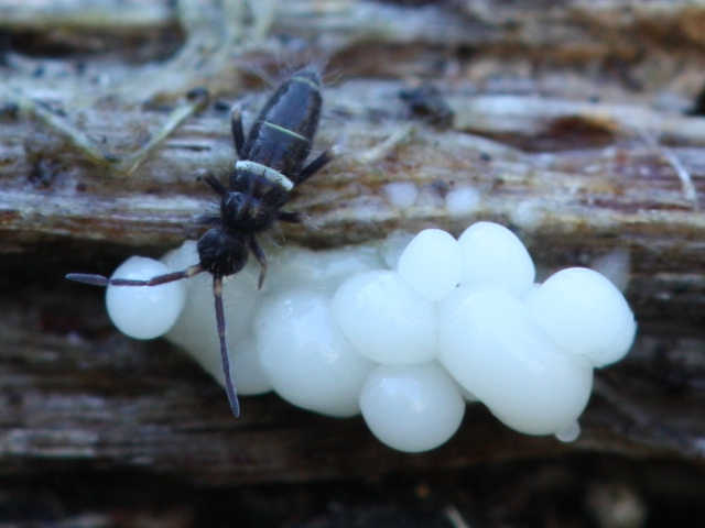 collembola on slime mould