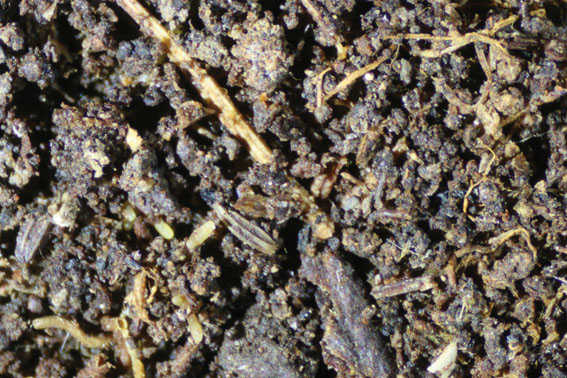 soil from Black Sugarloaf