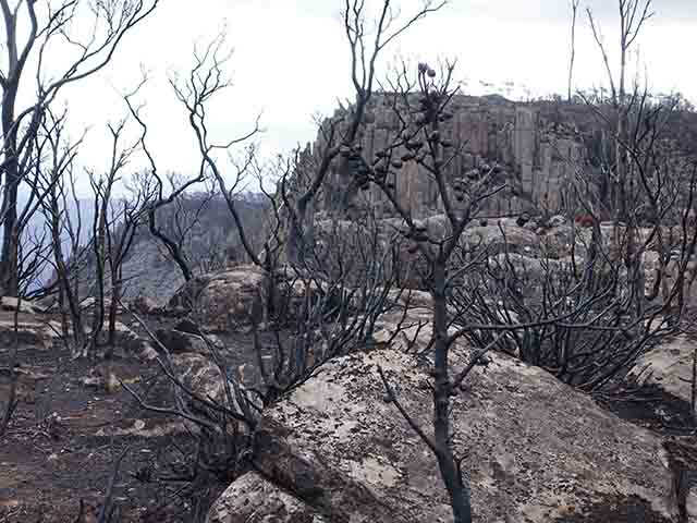 after Tasmanian bushfires