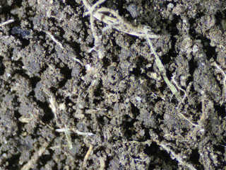 soil 2