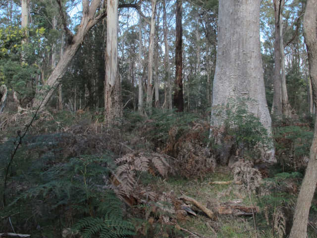 Westbury forest scene