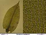 Racopilum cuspidigerum