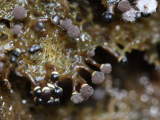 Elaeomyxa cerifera 2