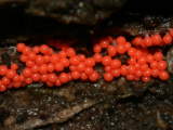 Unidentified slime mould 6