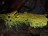 Yellow plasmodium
