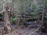 Melaleuca Swamp Forest