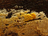 B. utricularis plasmodium on toothed fungus