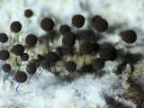Paradiacheopsis rigida